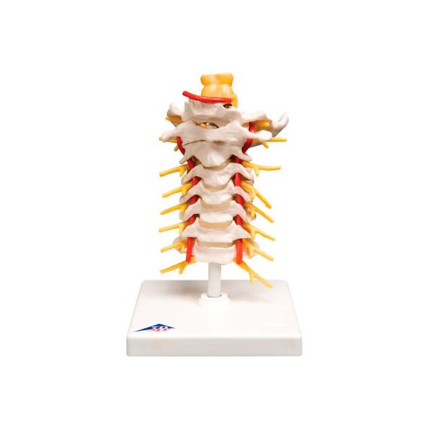 3B Anatomical Model - Cervical Spinal Column